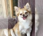 Small Photo #1 Chihuahua Puppy For Sale in HANCOCK, MI, USA