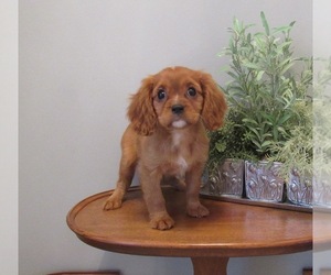 Cavalier King Charles Spaniel Puppy for sale in LE MARS, IA, USA