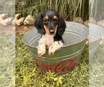 Image preview for Ad Listing. Nickname: Clementine