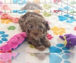 Small #12 Cockapoo (Toy)-Poodle (Toy) Mix