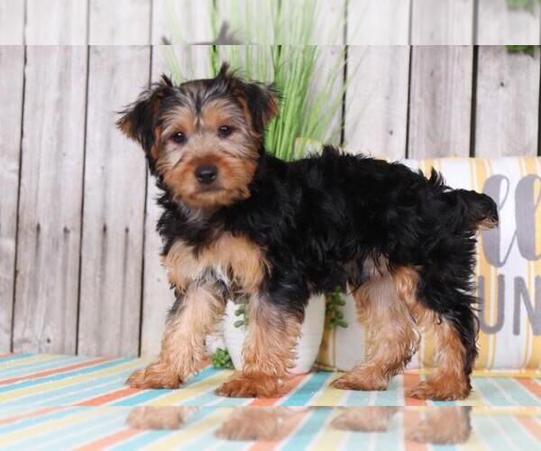 Medium Photo #2 Yorkshire Terrier Puppy For Sale in MOUNT VERNON, OH, USA