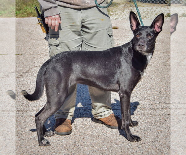 Medium Photo #2 German Shepherd Dog-Unknown Mix Puppy For Sale in Huntley, IL, USA