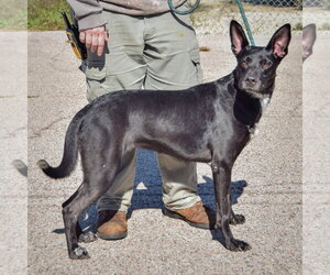 Lilah - Female German Shepherd Dog-Unknown Mix Dog for Adoption - Photo #2