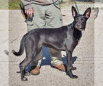 Small Photo #2 German Shepherd Dog-Unknown Mix Puppy For Sale in Huntley, IL, USA