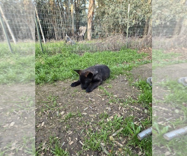 Medium Photo #5 Belgian Malinois Puppy For Sale in DIXON, CA, USA