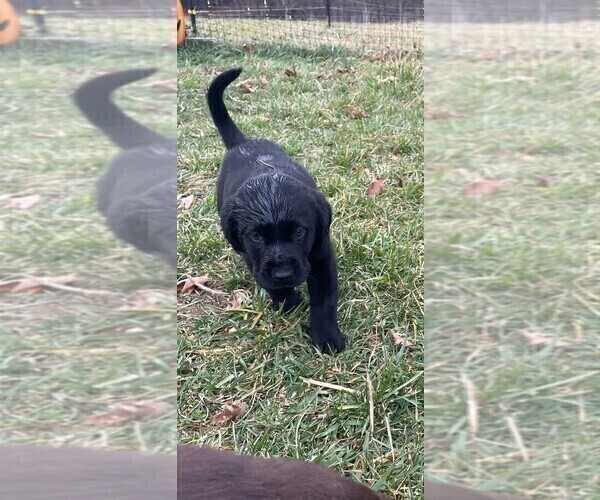 Medium Photo #9 Labrador Retriever Puppy For Sale in EDINBURG, VA, USA