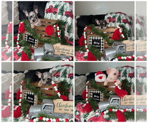 French Bulldog Puppy for sale in BROOKSVILLE, FL, USA