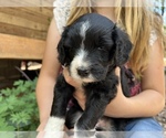 Small Photo #1 Aussiedoodle Miniature  Puppy For Sale in GUTHRIE, OK, USA