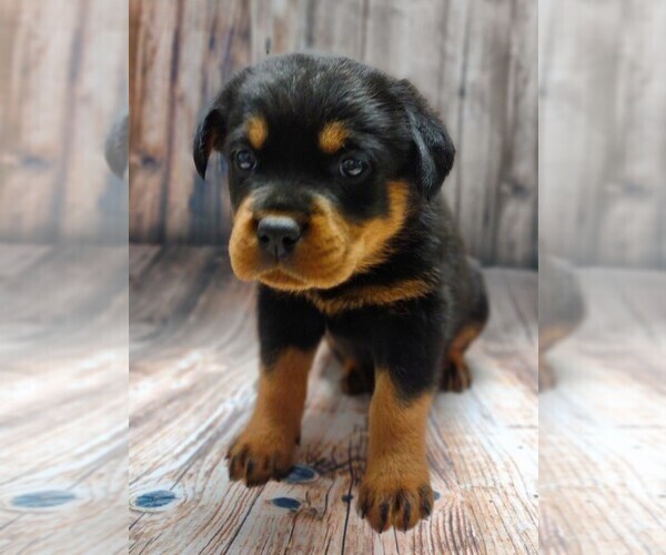 Medium Photo #1 Rottweiler Puppy For Sale in BONAPARTE, IA, USA