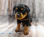 Small Photo #1 Rottweiler Puppy For Sale in BONAPARTE, IA, USA