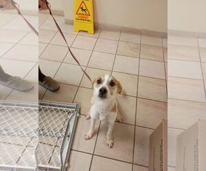 Mutt Dogs for adoption in Virginia Beach, VA, USA