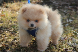 Pomeranian Puppy for sale in AUBURN HILLS, MI, USA