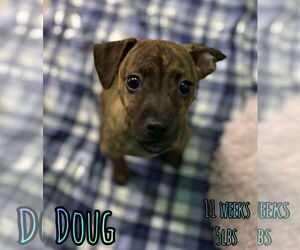 Mutt Dogs for adoption in Woodbury, NY, USA
