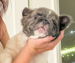Small #2 French Bulldog