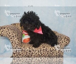 Poodle (Toy) Puppy for sale in SANGER, TX, USA