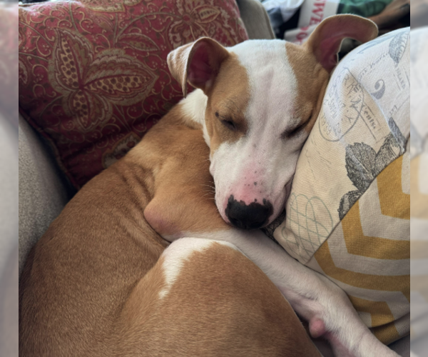 Medium Photo #5 Mutt Puppy For Sale in Plainfield, IL, USA