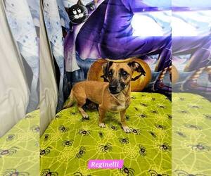 Reginelli - Female Rat Terrier-Unknown Mix Dog for Adoption