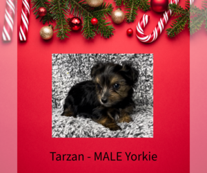 Yorkshire Terrier Puppy for sale in AZLE, TX, USA