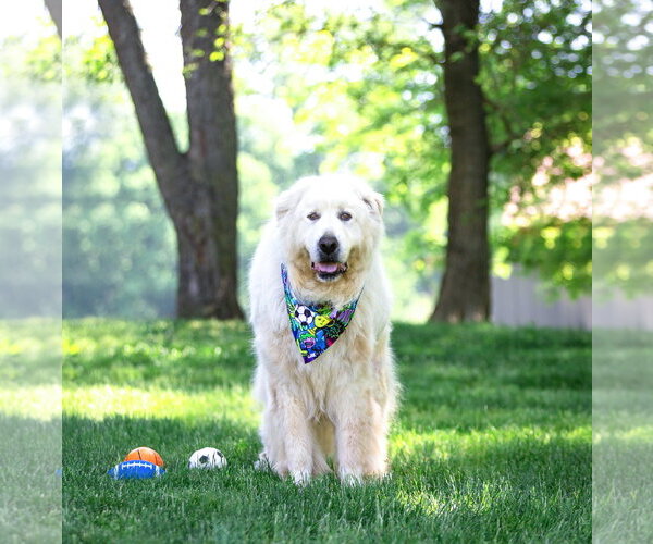 Medium Photo #7 Great Pyrenees-Unknown Mix Puppy For Sale in Unionville, PA, USA