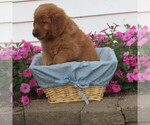 Small Photo #29 English Cream Golden Retriever Puppy For Sale in ATHENS, WI, USA
