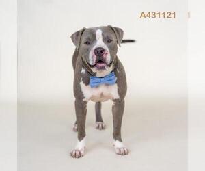 Mutt Dogs for adoption in Conroe, TX, USA