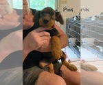 Puppy Pink Airedale Terrier