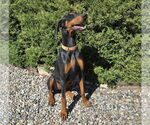 Small #5 Doberman Pinscher