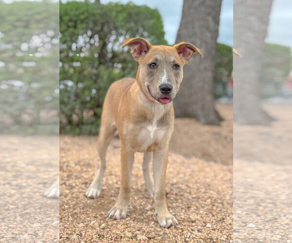 Medium Photo #13 Mutt Puppy For Sale in PIPE CREEK, TX, USA