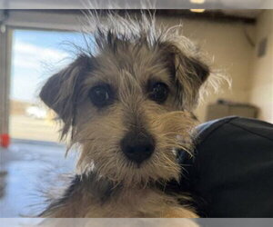 Mutt Dogs for adoption in Riverside, CA, USA