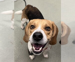 Beagle Dogs for adoption in Boston, MA, USA