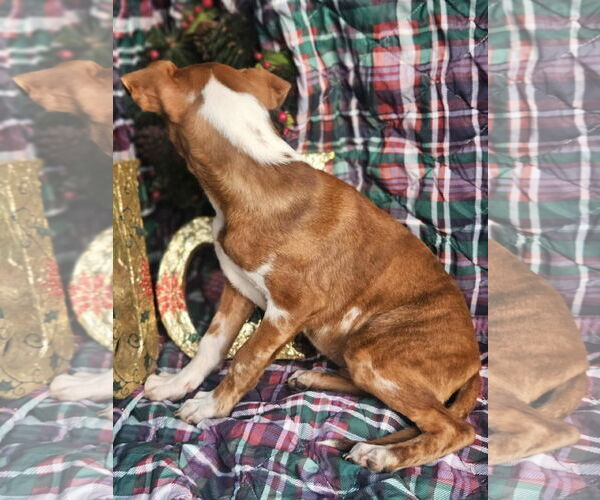 Medium Photo #6 Dachshund-Vizsla Mix Puppy For Sale in Wakefield, RI, USA