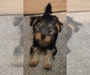Yorkshire Terrier Puppy for sale in JACKSON, CA, USA