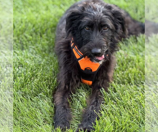 Medium Photo #2 Mutt Puppy For Sale in Brooklyn Center, MN, USA