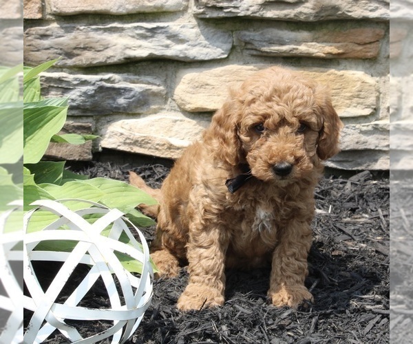 Medium Photo #1 Goldendoodle (Miniature) Puppy For Sale in SUGARCREEK, OH, USA