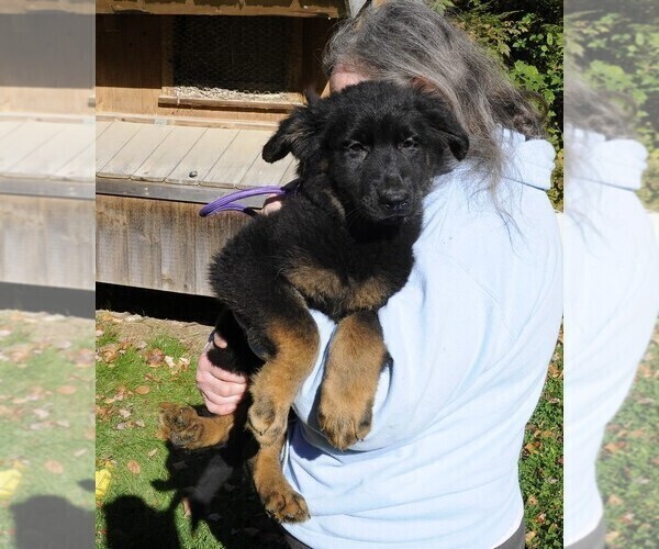 Medium Photo #1 German Shepherd Dog Puppy For Sale in NORTHWOOD, NH, USA