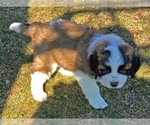 Small Photo #2 Saint Bernard Puppy For Sale in MAYS LICK, KY, USA