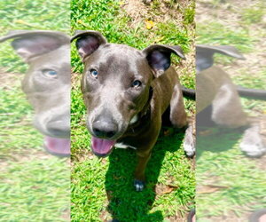 Hopper   (2026) - Male Mutt Dog for Adoption - Photo #21