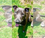 Small Photo #21 Mutt Puppy For Sale in Wenonah, NJ, USA