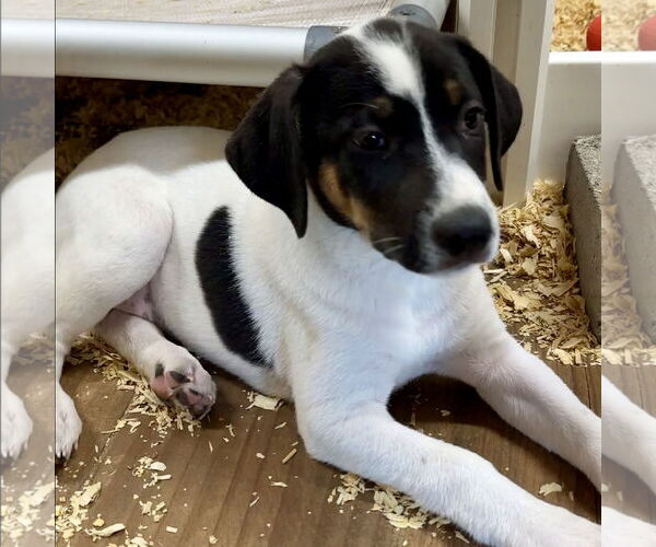 Medium Photo #3 Labrador Retriever-Unknown Mix Puppy For Sale in Green Forest, AR, USA