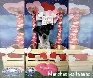 Manchas - Male Rat Terrier-Unknown Mix Dog for Adoption - Photo #6