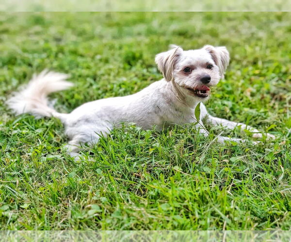 Medium Photo #2 Maltese-Unknown Mix Puppy For Sale in Fultonham, NY, USA