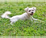 Small #1 Maltese Mix