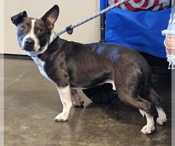 Medium Photo #2 Mutt Puppy For Sale in Rockwall, TX, USA