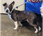 Small #1 Mutt