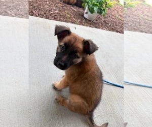 German Shepherd Dog-Unknown Mix Dogs for adoption in Woodbury, NY, USA