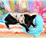 Small #4 Collie-Labrador Retriever Mix