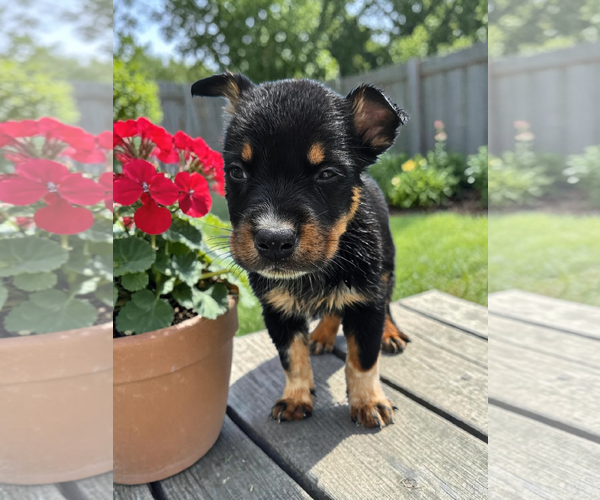 Medium Photo #4 Mutt Puppy For Sale in McKinney, TX, USA