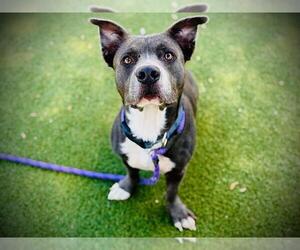 Labrador Retriever-Unknown Mix Dogs for adoption in Orlando, FL, USA