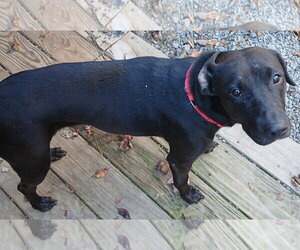 Pebbles - Female Labrador Retriever-Unknown Mix Dog for Adoption - Photo #3