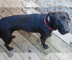 Small Photo #3 Labrador Retriever-Unknown Mix Puppy For Sale in Newfoundland, PA, USA
